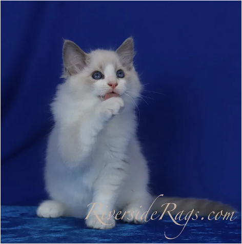 Exploring the Charms of Male Ragdoll Cats and Female Ragdoll Kittens ...