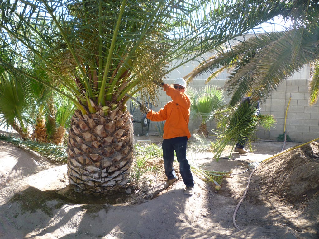 Palm Trees are the Most Common Trees We Trim in Las Vegas Duranchi Tree Service Medium