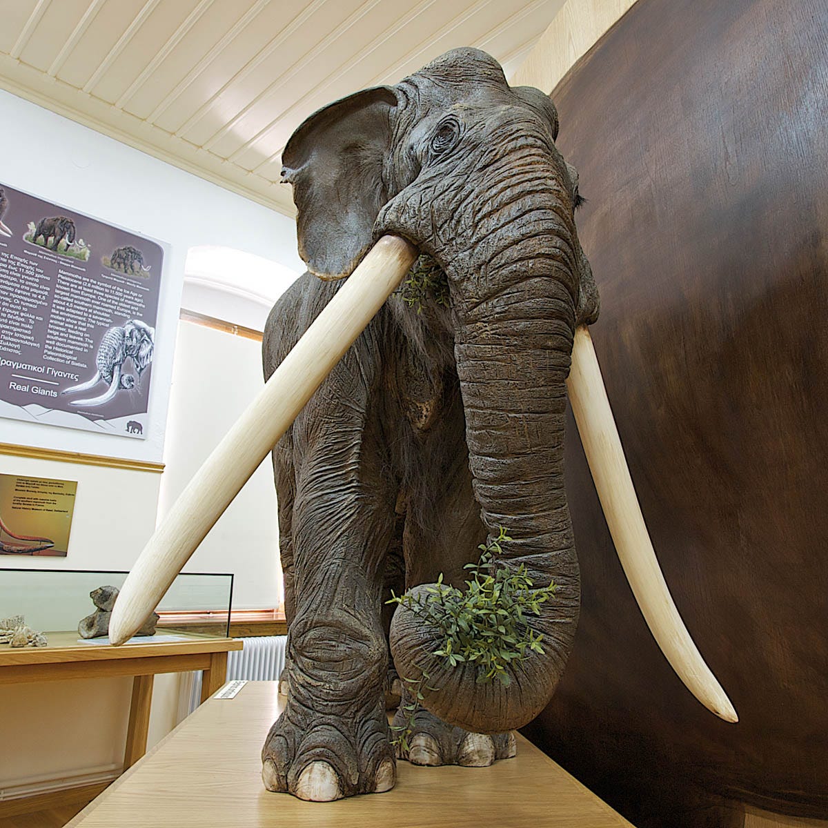 An Ancient Descendant: The Straight-Tusked Elephant