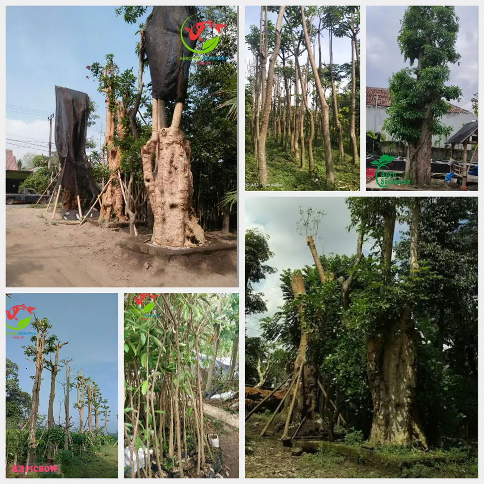 Jual Pohon Pule Samosir Terpercaya 081272952618 Bergaransi | by ...