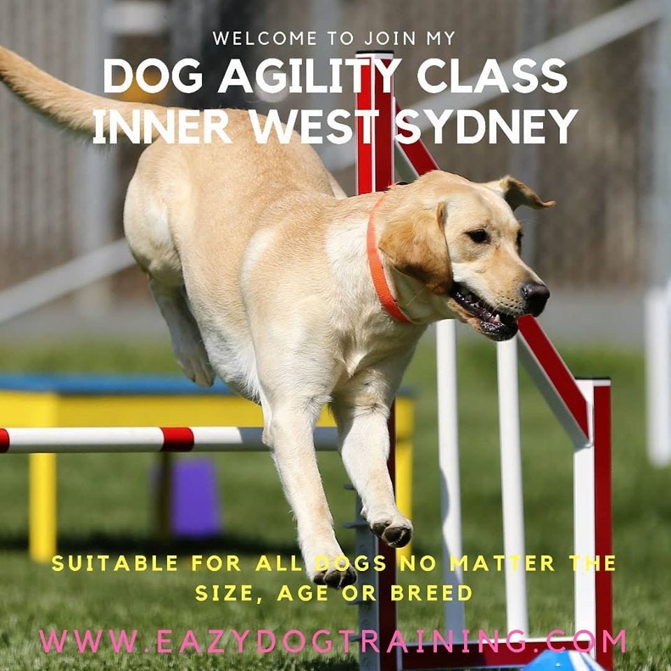 Dog Trainer Inner West Sydney Eazy Dog Training by Anniina Medium