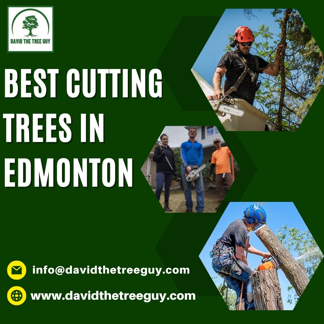 Best Arborist In Edmonton David The Tree Guy Medium