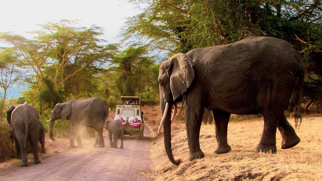 Why Don’t YOU Try Living With Elephants?