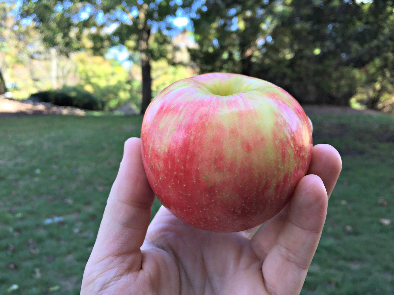 This is the Best-Tasting Apple in the World