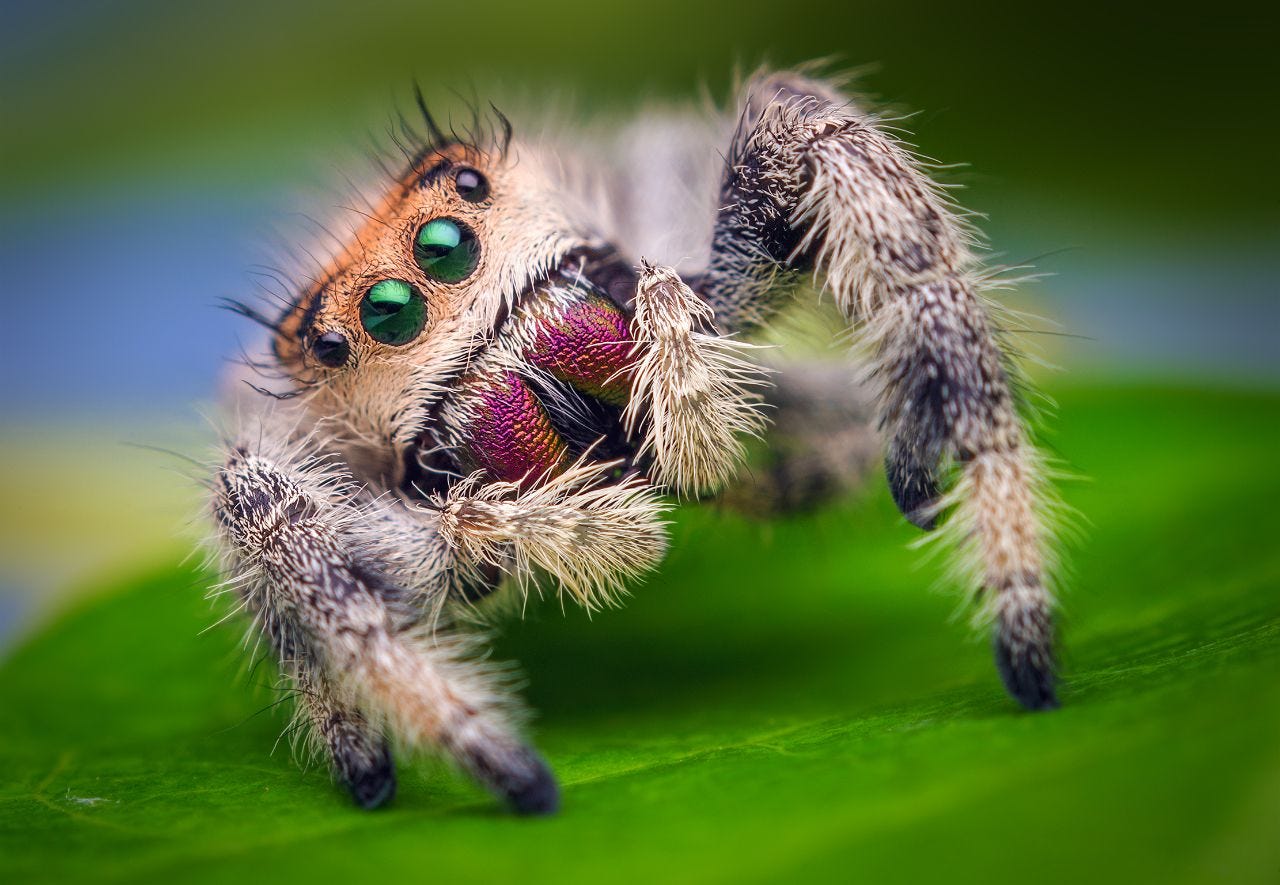 Jumping Spider: Everything You Need to Know + 7 Facts!