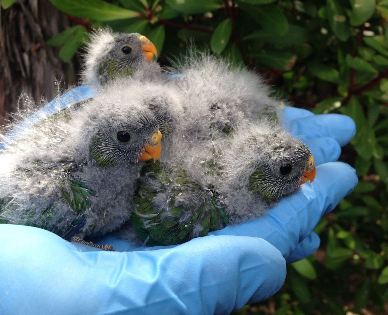 Survival Of The Fattest: Heaviest Parrot Nestlings Survive Better