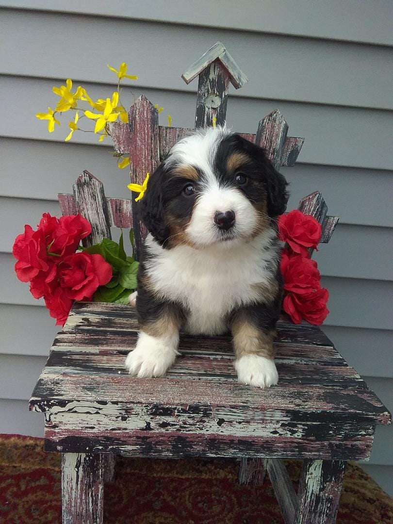 Miniature Bernedoodle Puppies For Sale Michiana Bernedoodles