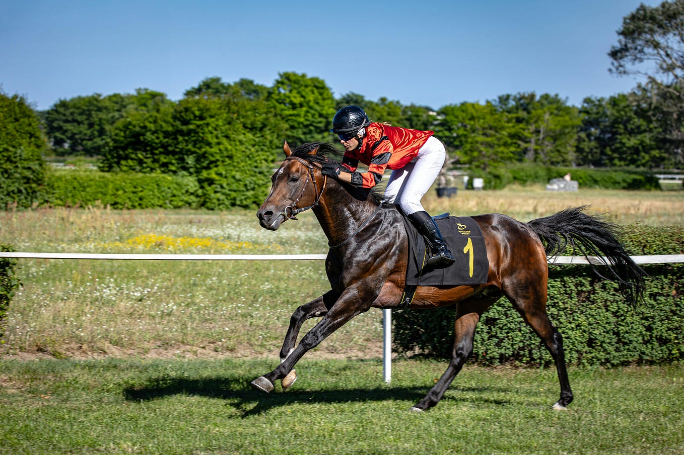 Get the most accurate free horse racing picks today derived from