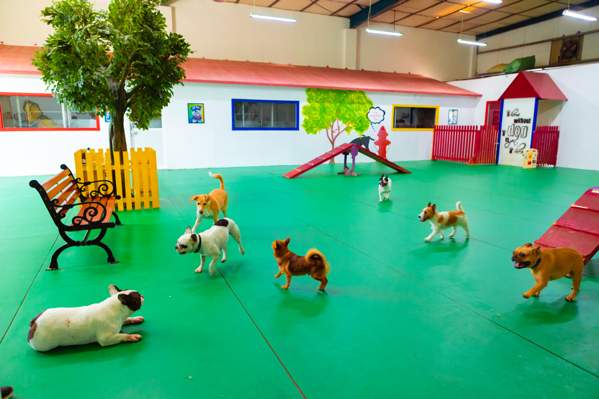 Dubai Most Dog Daycare Robert Ruder Medium