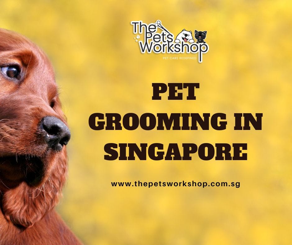 Singapore’s best Pet Grooming services Medium