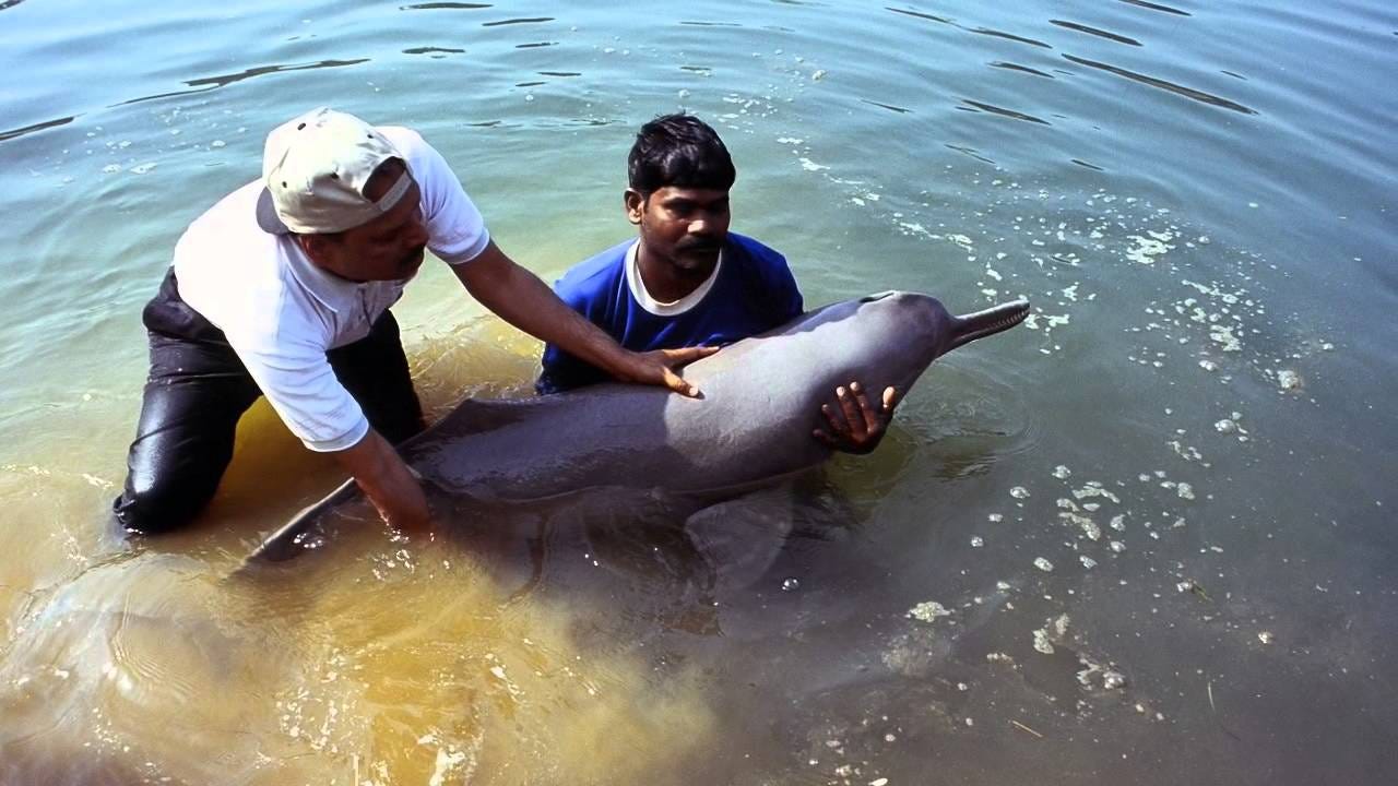 Saving the Gangetic River Dolphin | by Arunima Gururani | Medium