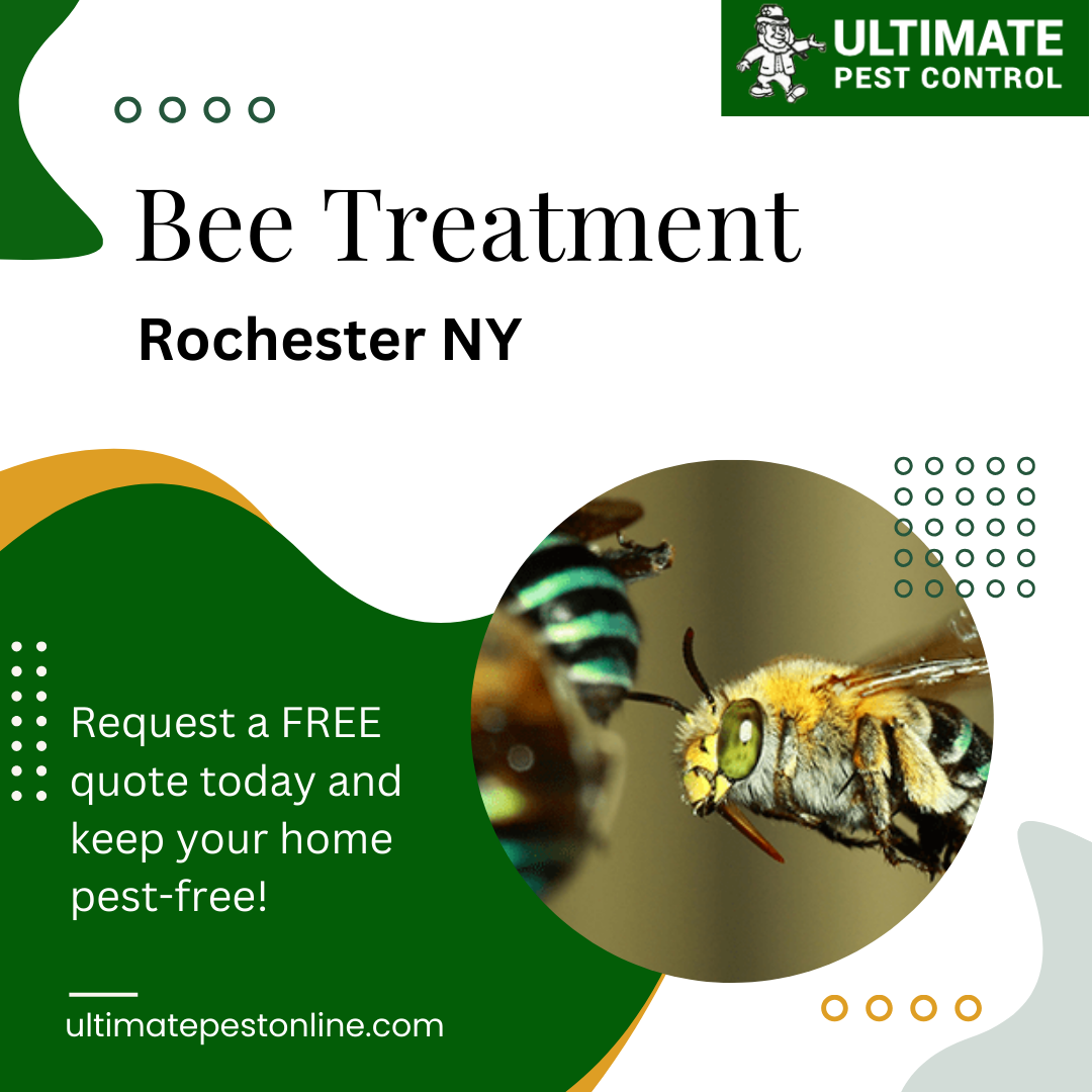 Ultimate Pest Control Trusted Mice Control Experts in Rochester NY