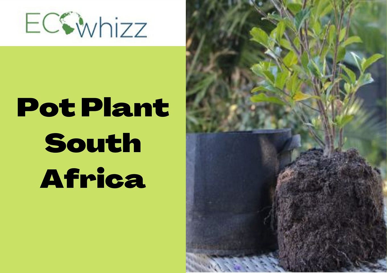Pot plantsPot plants of South Africa by Eco Whizz Ecowhizz Medium