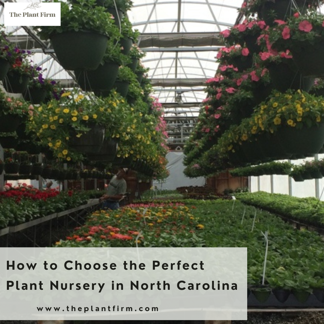 Blooming Beauty The Best Plant Nursery in North Carolina — The Plant