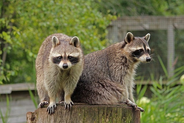 Raccoons Wash Their Food Before Eating: Here’s Why and How - Raccoon