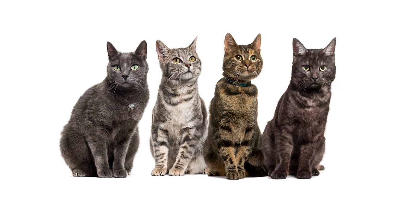 How to get rid of a goldfish. Many of the people on my team are… by