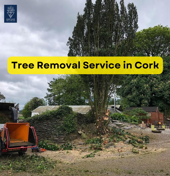 Top 5 Best Tree Surgeons In Macroom, Co. Cork Ireland by Heritage