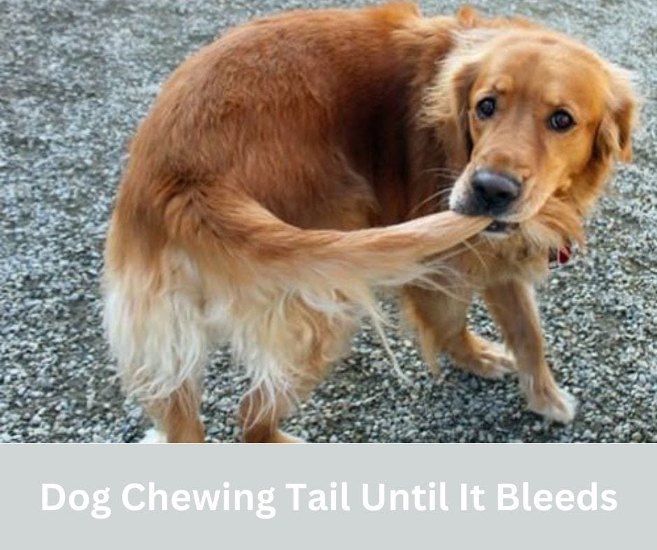 Why Do Dogs Only Eat Twice A Day Barkbuddyhub Medium
