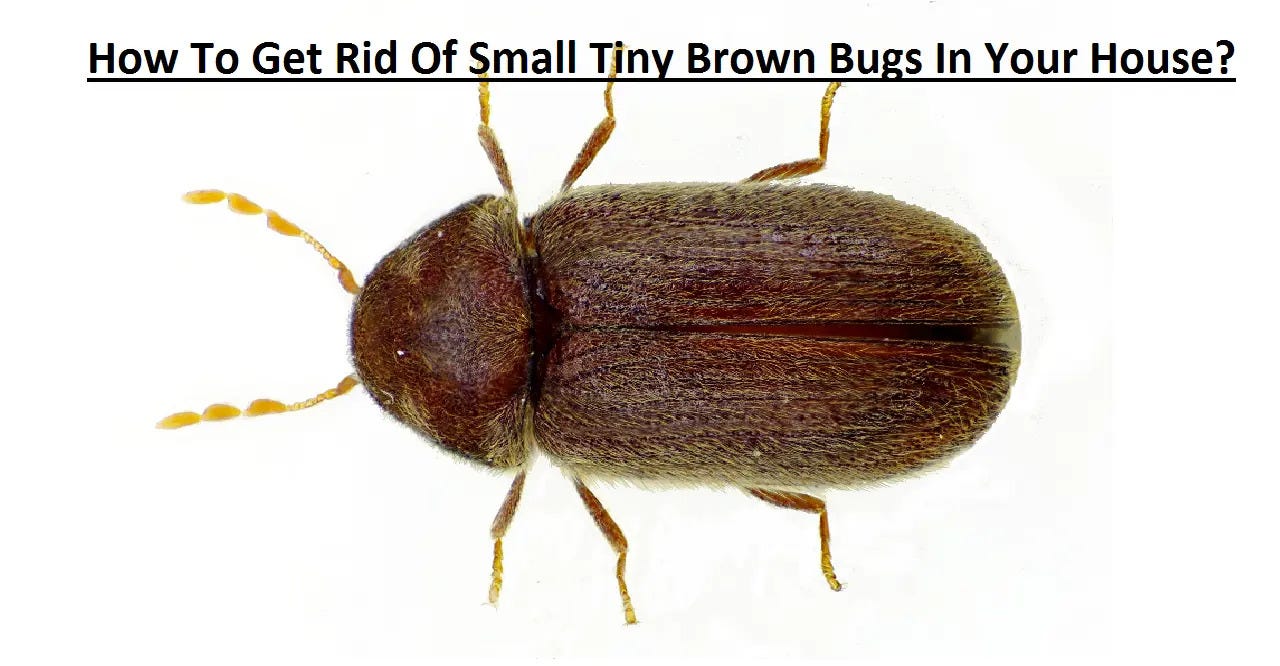 How to Get Rid of Computer Mites. Computer mites, or simply “mites