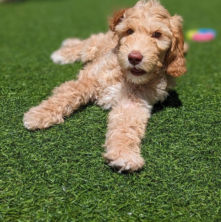 Labradoodles For Sale ARIZONA Running Brook Doodles Medium