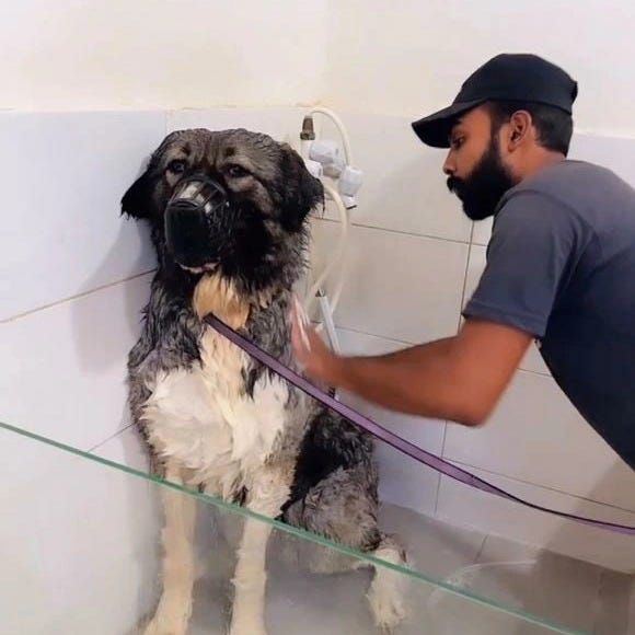 Pet Grooming in Karachi Petscarencure Medium