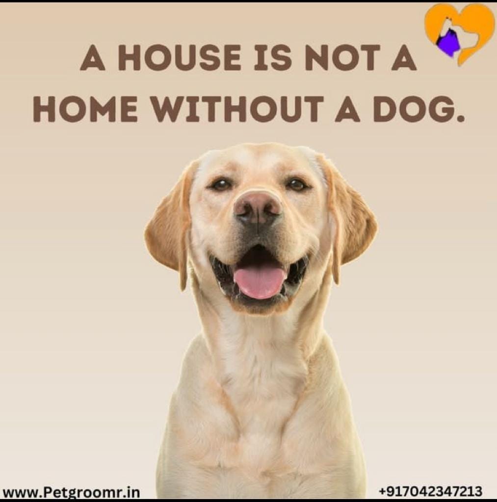 Mobile Dog Grooming Near Me. Discover the convenience of topnotch