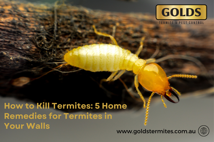 The Importance of Termite & Pest Control in Townsville, North