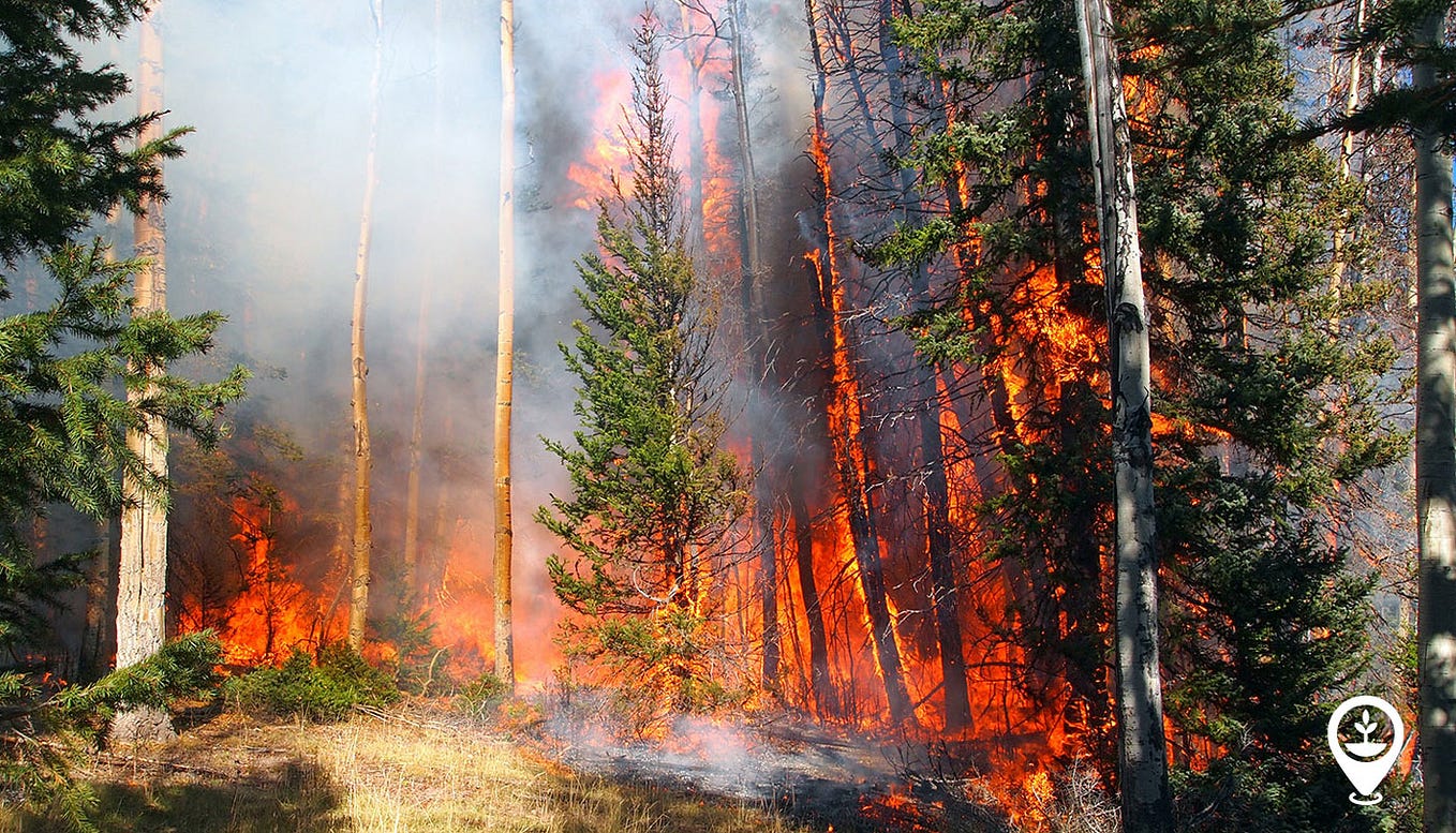 Everything you need to know about forest fires