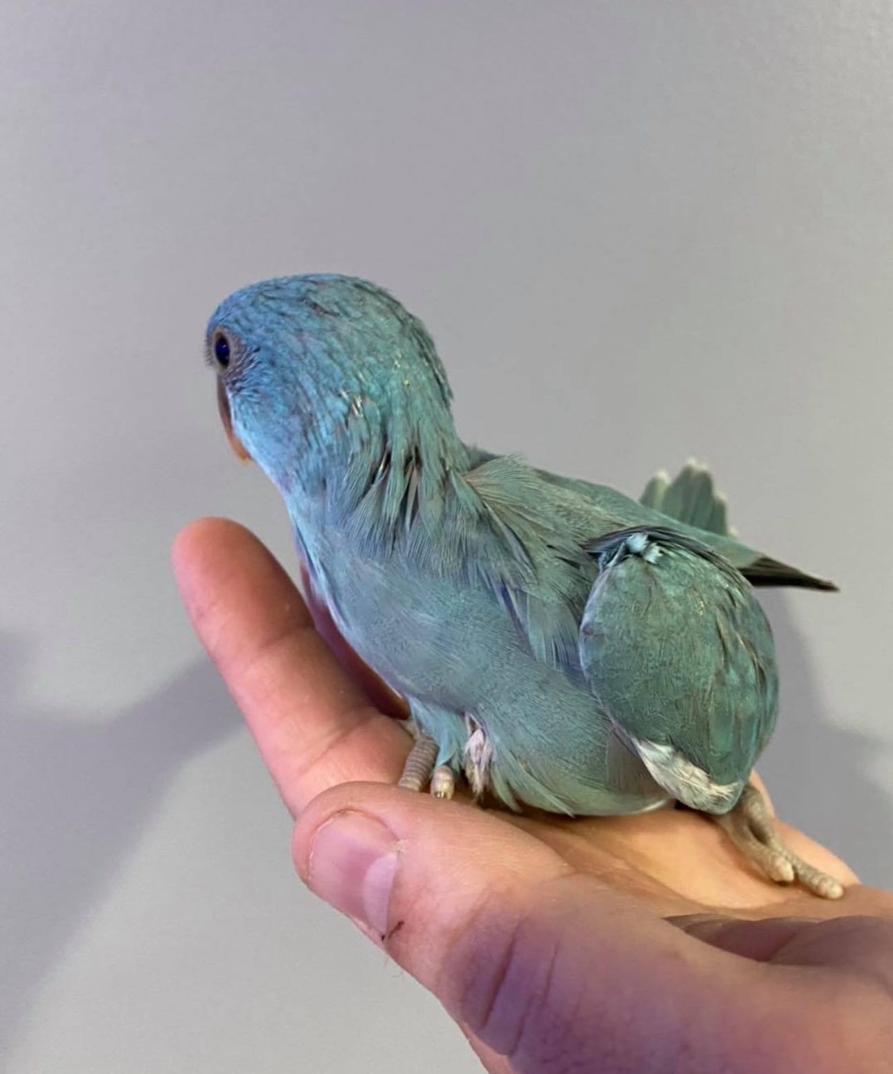 Indian Ringneck Parrot For Sale - Monroee fred - Medium