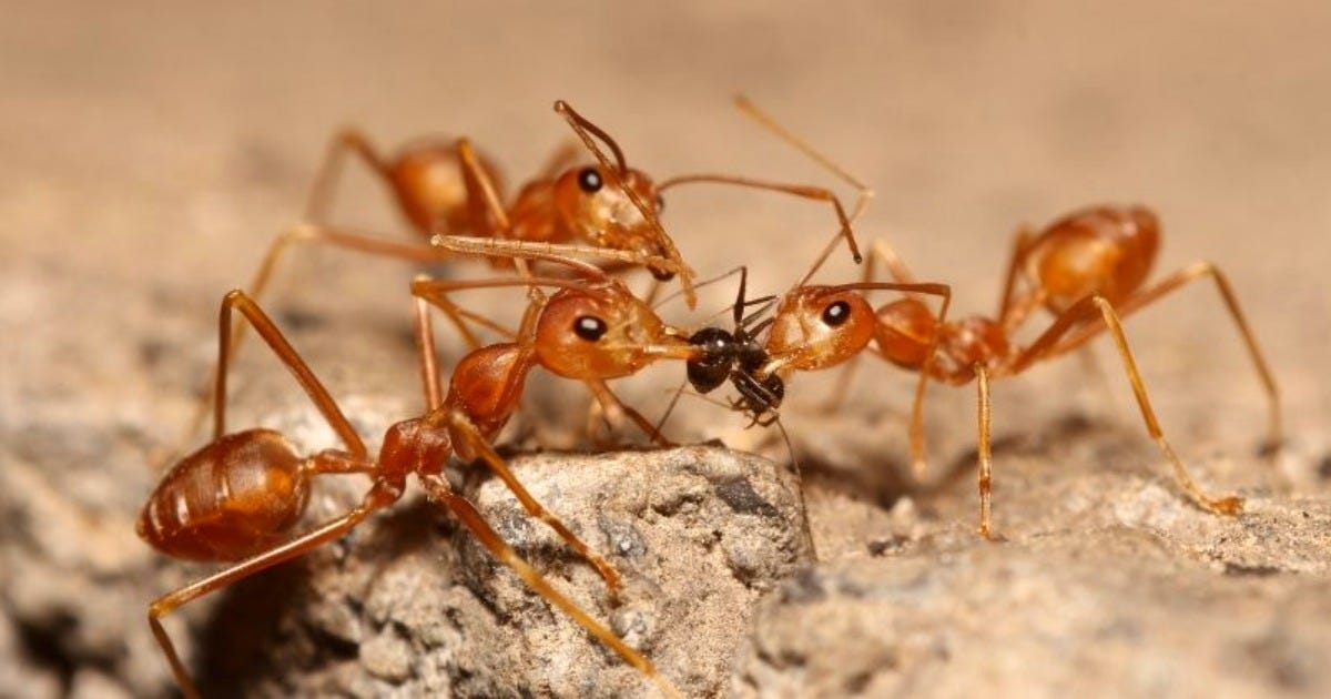 Why DIY Ant Control Treatment Is Not Worth It? by Ronni Germy Medium