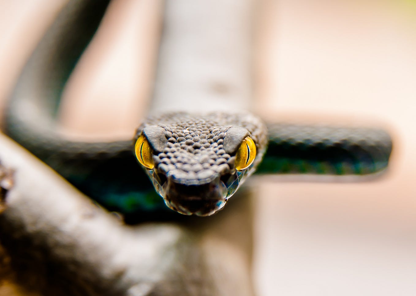 The Secret World of Psychopaths: Why Psychopaths Have Always Ruled the World and Always Will