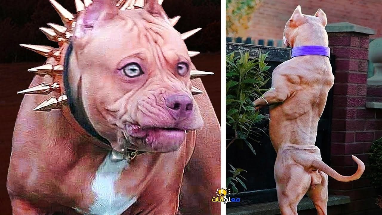 Images Of Dangerous Dogs images-of-dangerous-dogs