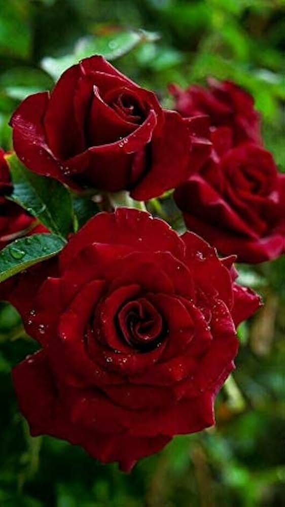 A balanced diet means eating a variety of foods that help our bodies in