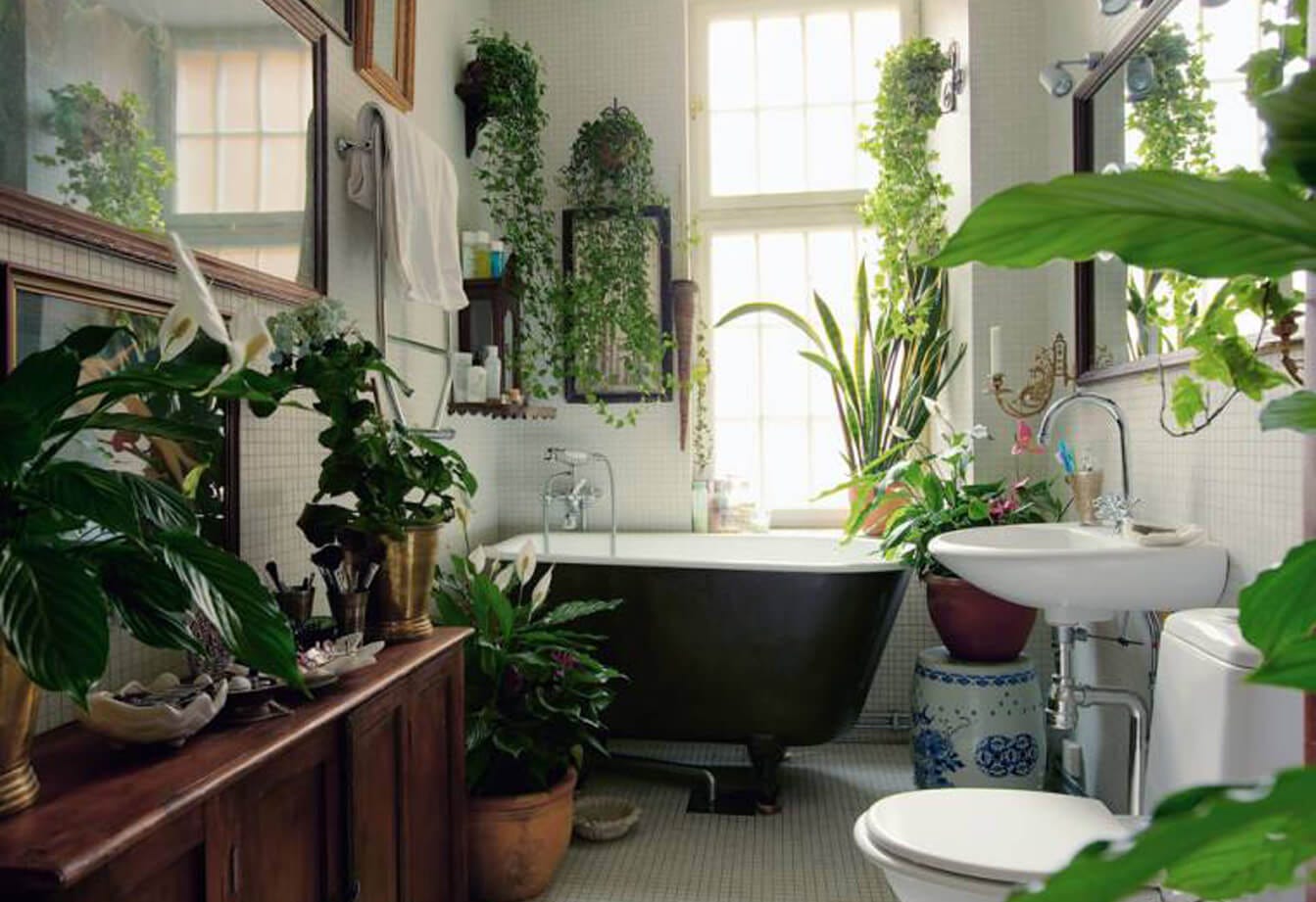 19 Bathroom Plants that Absorb Moisture, by Hort Zone