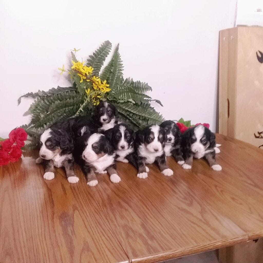 Miniature Bernedoodle Puppies For Sale Michiana Bernedoodles