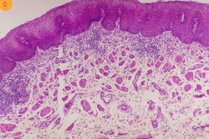 Leveraging Python in Histology: Advantages and Key Libraries for ...