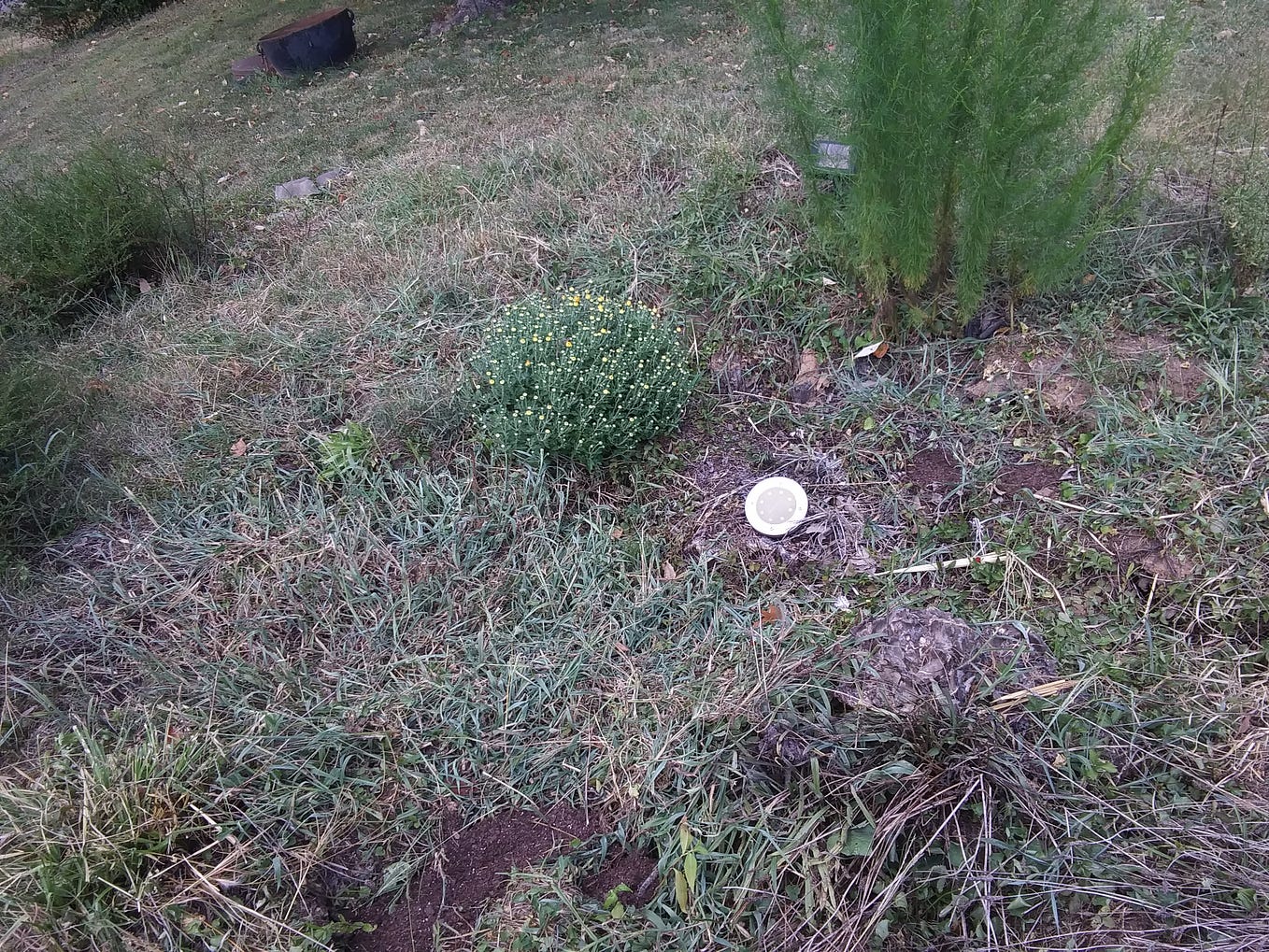 Cat Visitor Part 2. The Seafood MacnCheese Finale. by Montis Boeher