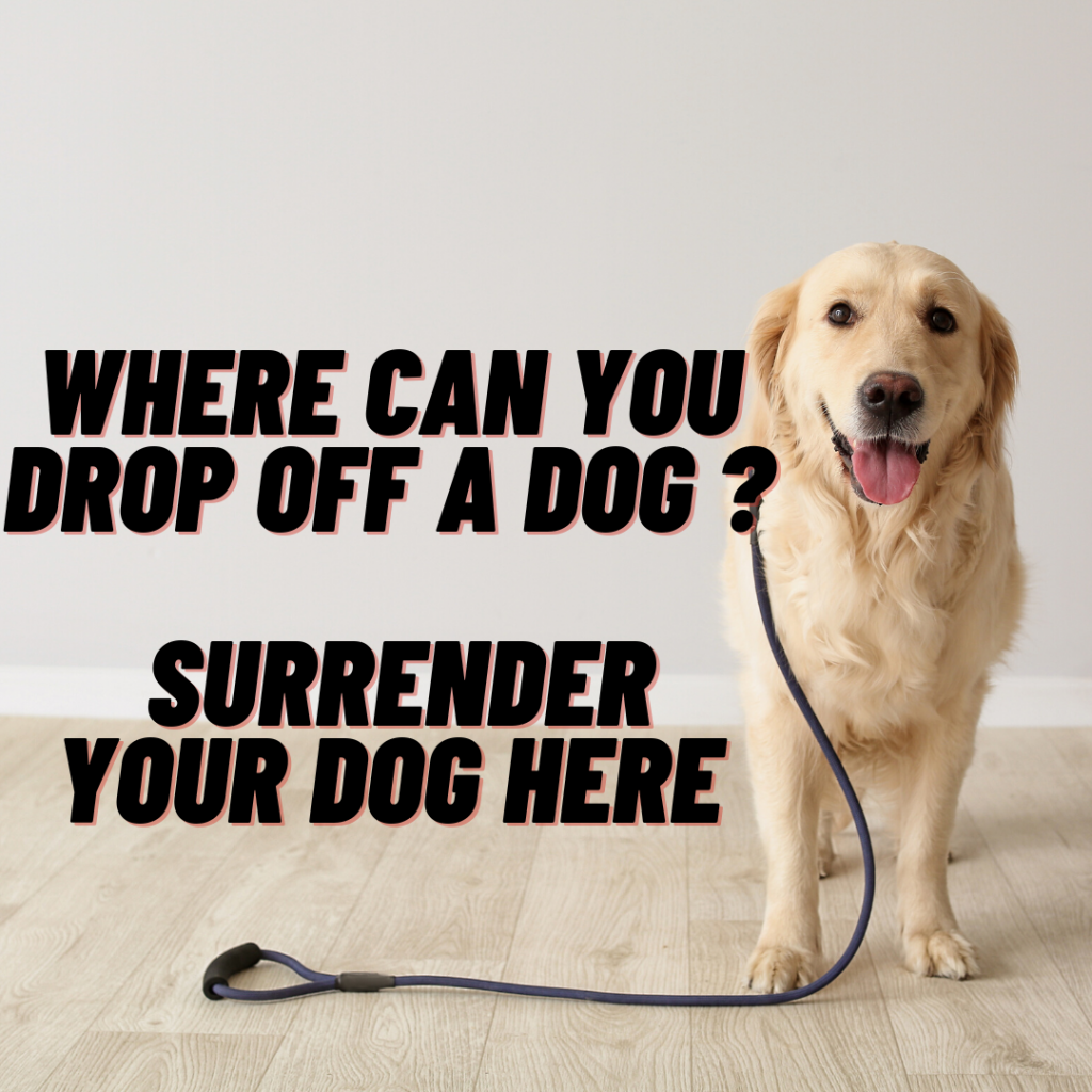 My Dog Eat Everything in Sight — I STOPPED With This 10 Tips by Dan