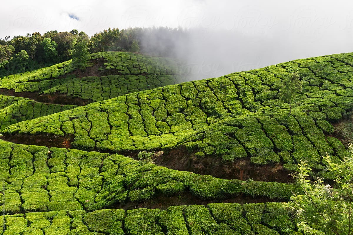 Partnering for a better cup of tea: the Ethical Tea Partnership and systems change.