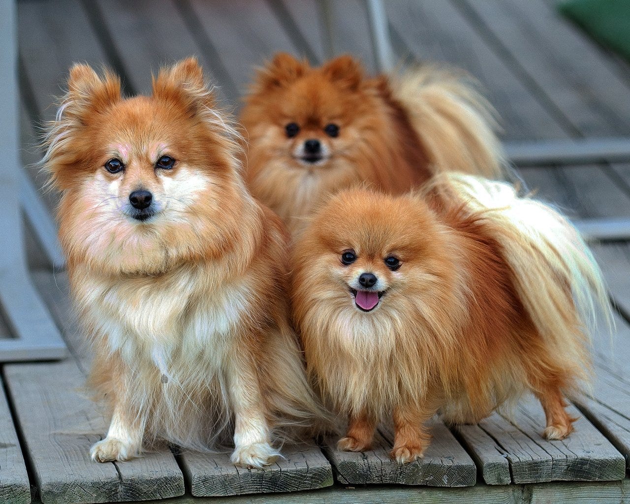 Top 4 Smallest Dog Breeds and Their Temperament