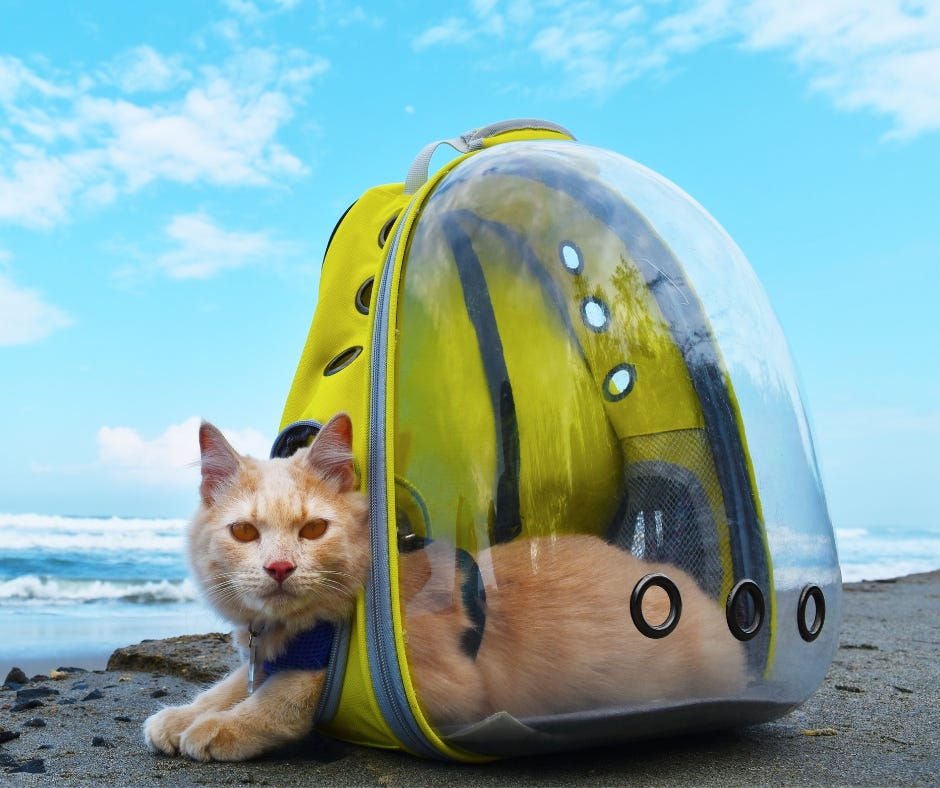 What Size Crate Does My Dog Need to Fly The Ultimate Guide by Pet