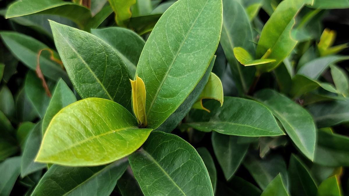 Cultivos Rápidos y Satisfactorios 7 Plantas que Cosecharás en 60 Días Bmoss Medium