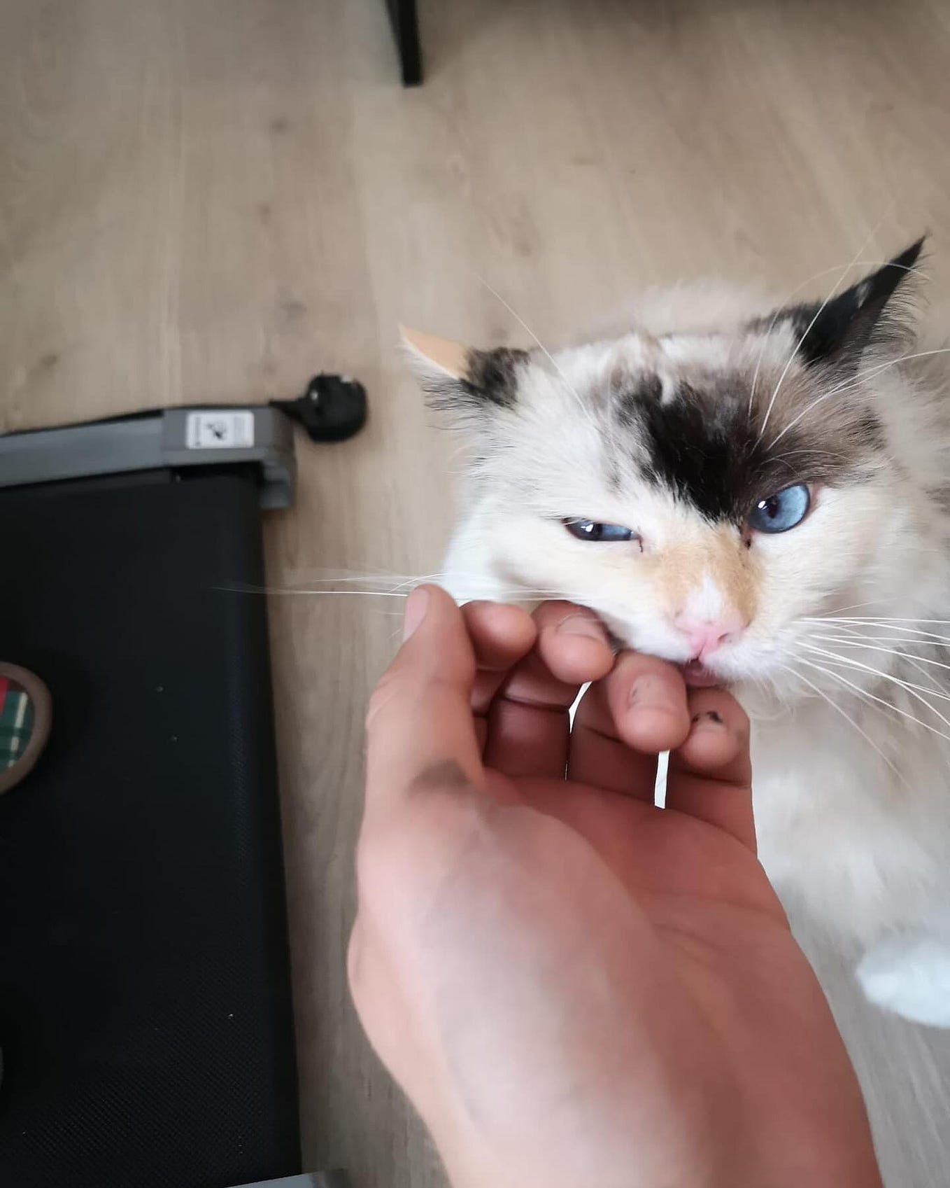 Expert Cat Care in London Choosing the Right Sitter for Your Furry