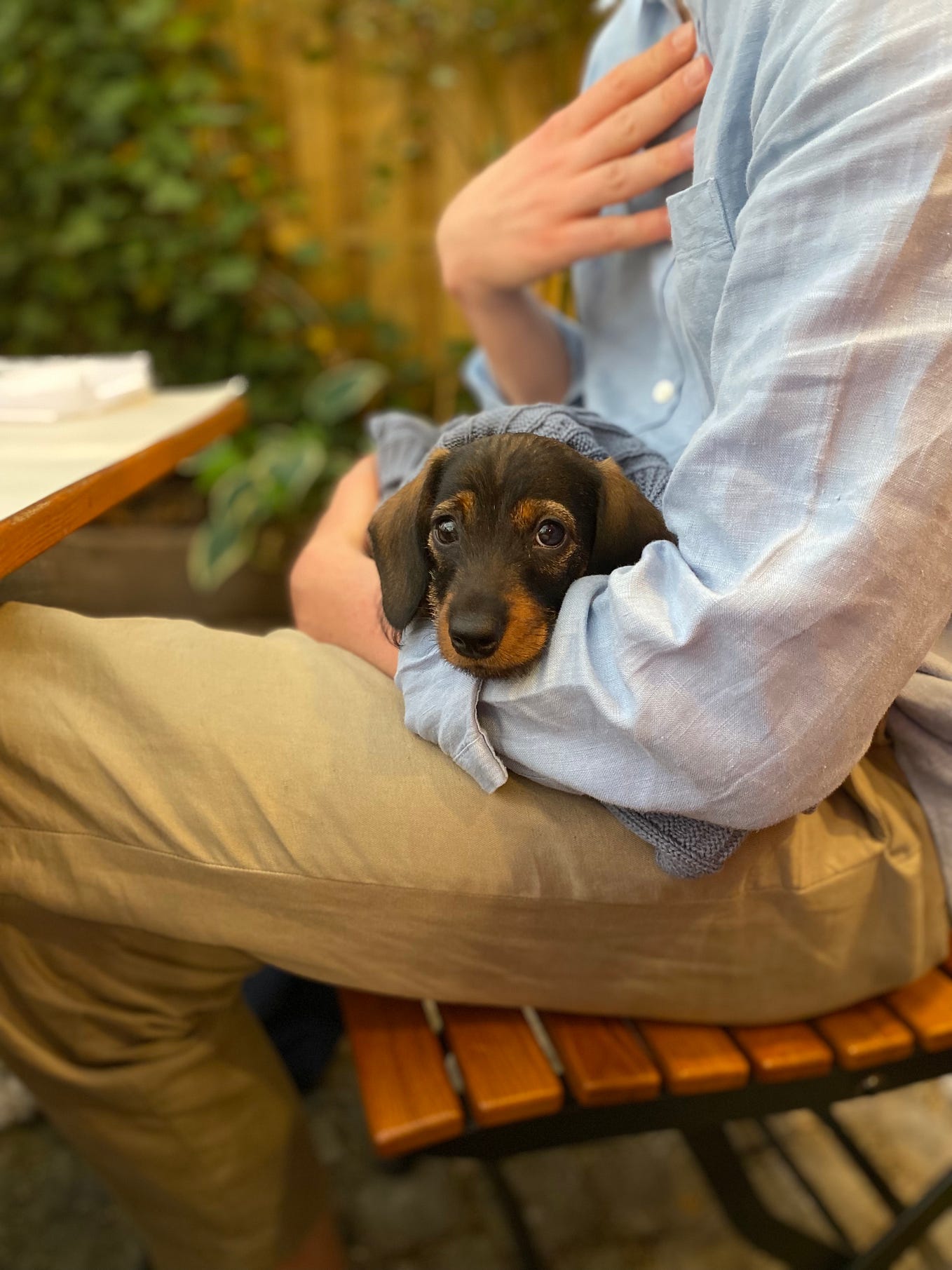 Thoughts on Employer Branding  — 🐶 Beyond Cute Office Dogs 🐶