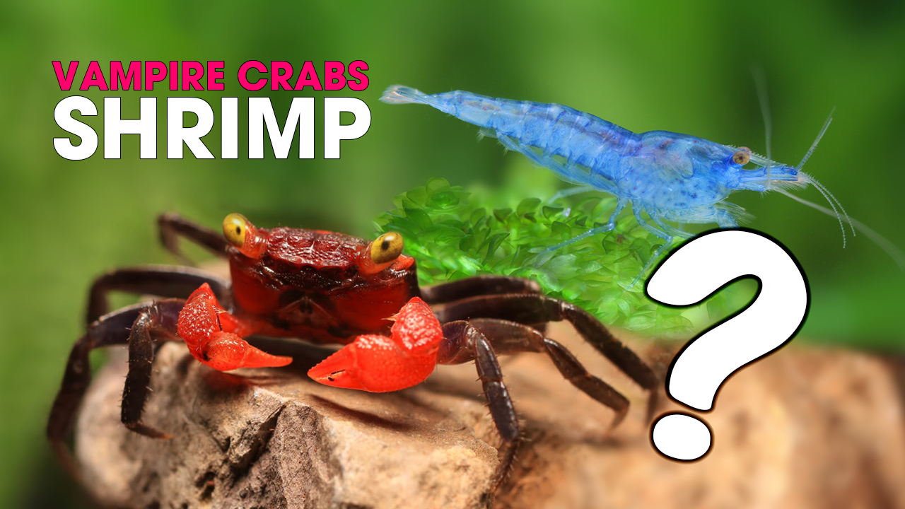 A Guide to Keeping Shrimp with Vampire Crabs.