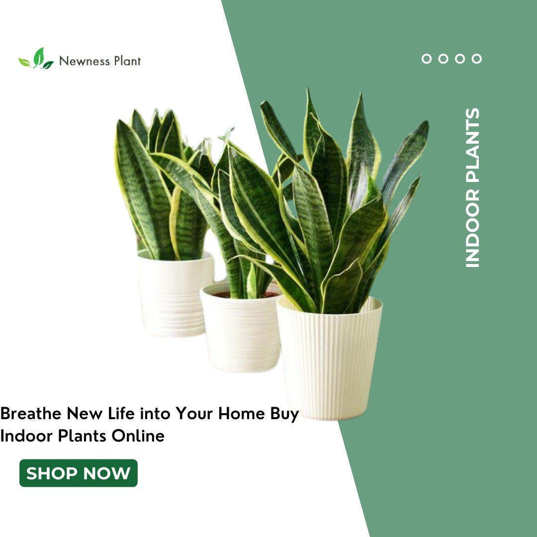 Buy Indoor Plants and Fruit Plants Online at NewnessPlant by newnessplant Apr, 2024 Medium