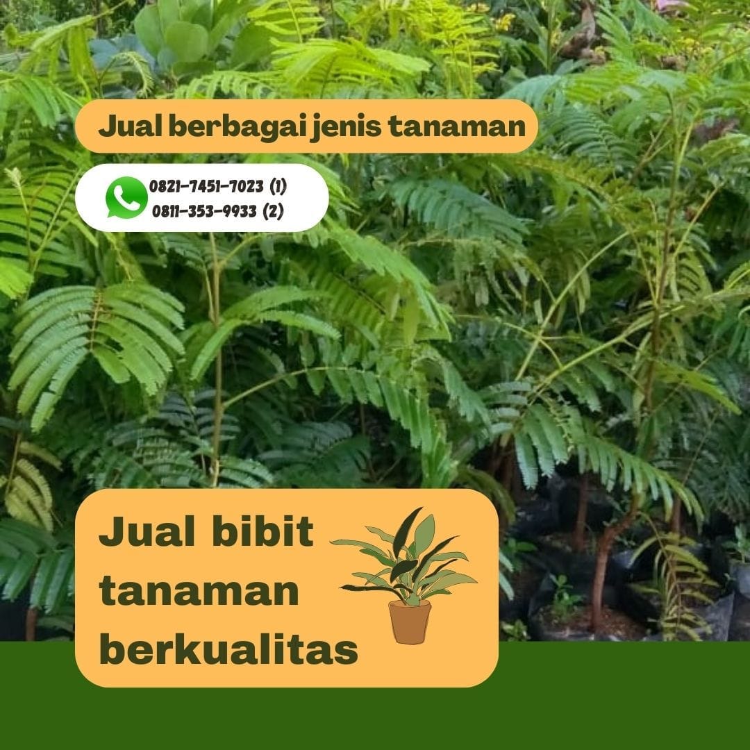 0821 7451 7023 Jual Bibit Buah Dan Sayuran By Alek Damian Feb 0821-7451-7023-jual-bibit-buah-dan-sayuran-by-alek-damian-feb