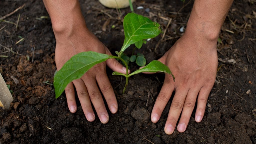 The Ultimate Guide to Flowering Plants Names, Varieties, and How to