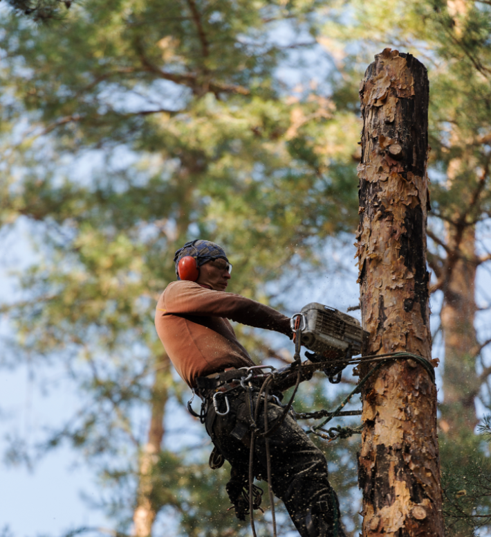 Stump Removal Adelaide Aplus Treemanagement Medium