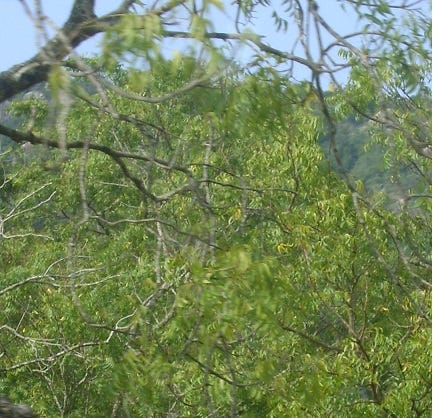 Implement multi-value map using Java 8 | by Athula | Medium